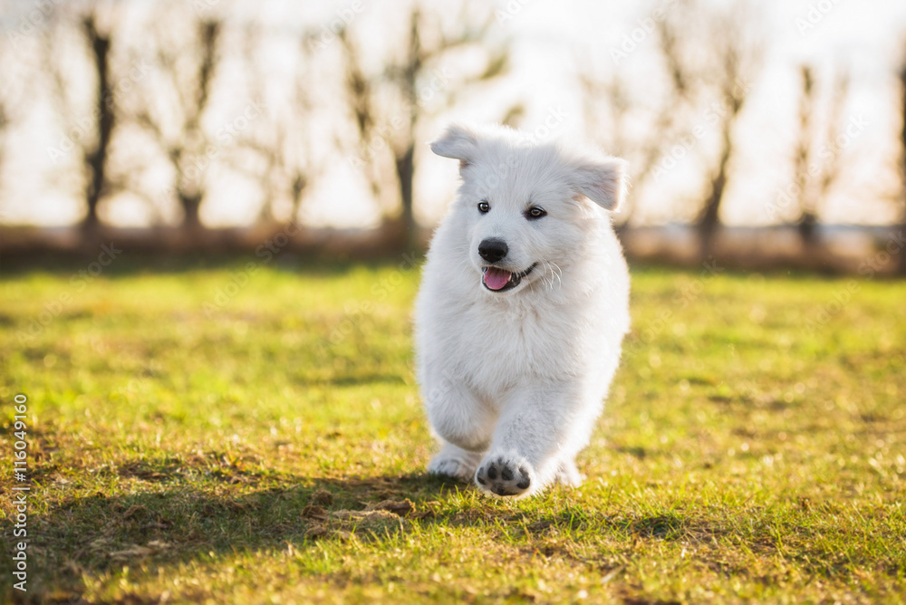 Happy white swiss shepherd puppy running at sunset Happy white swiss shepherd puppy running at sunset