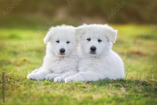 Two white swiss shepherd puppies lying on the lawn