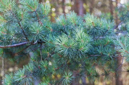 Young pine branch in coniferous forest.