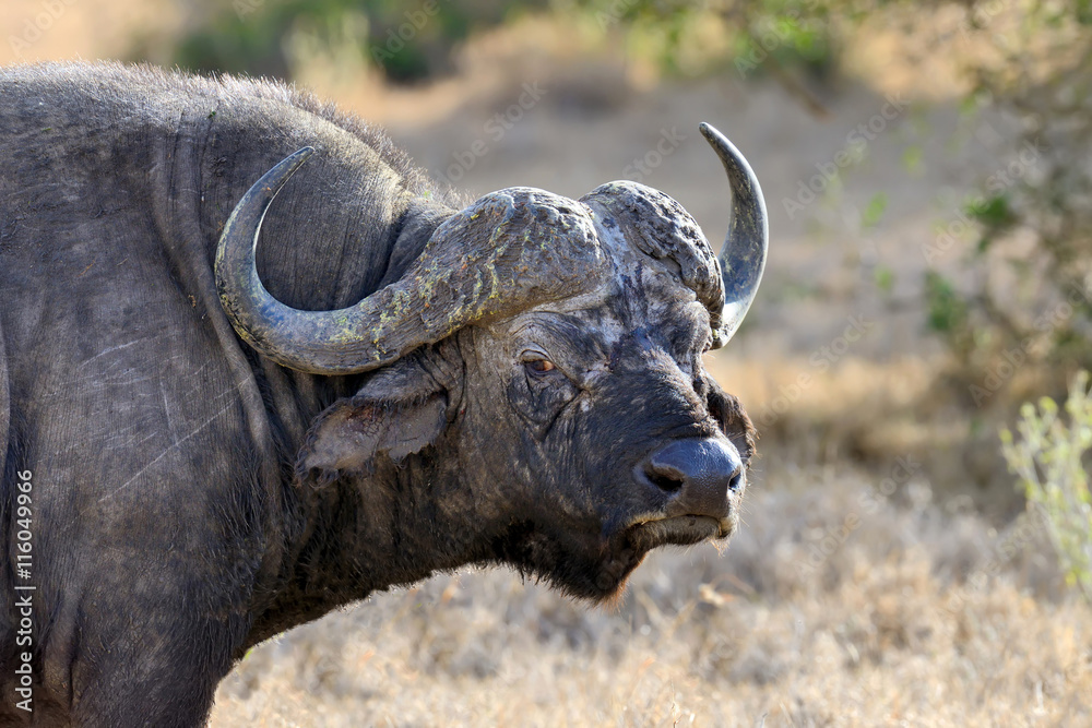 Wild African buffalo bull Wild African buffalo bull