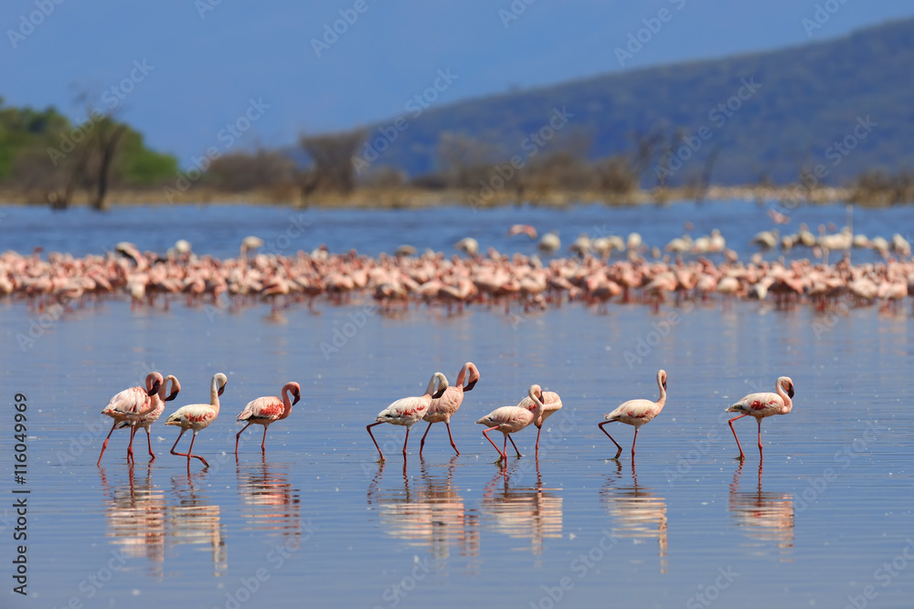 Naklejka premium Flock of flamingos wading