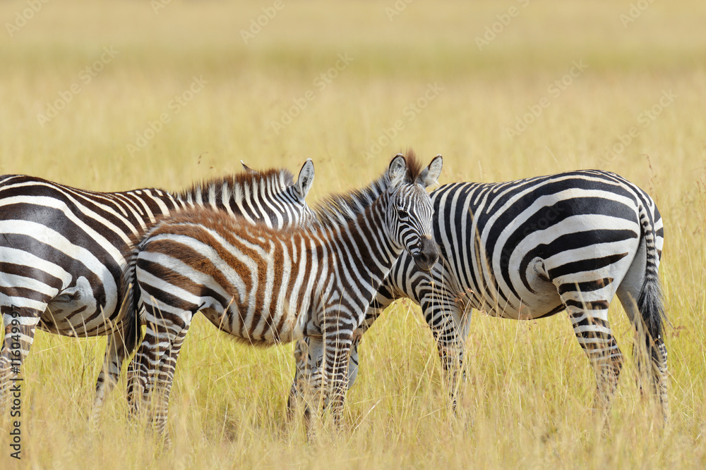 Zebra on grassland in Africa Zebra on grassland in Africa