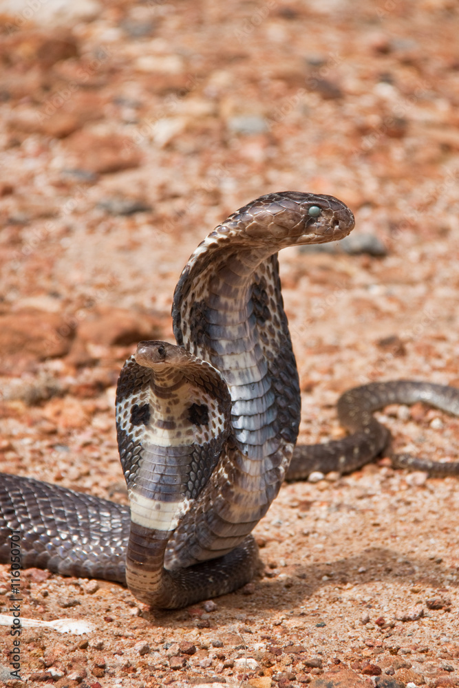 Fototapeta premium Kobra in Sri Lanka