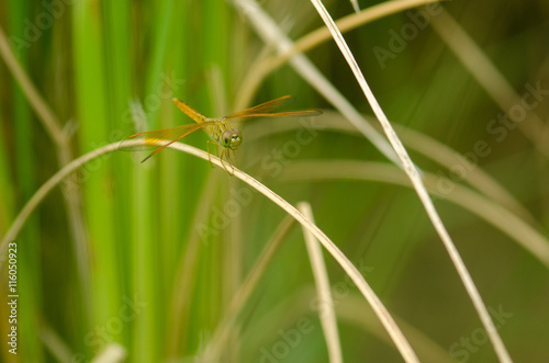 Dragonfly in rice field,Thailand © fototrips