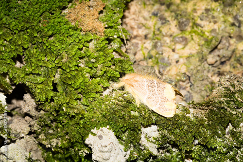 This is a photo of one kind of moth, was taken in XiaMen botanical garden, China. photo