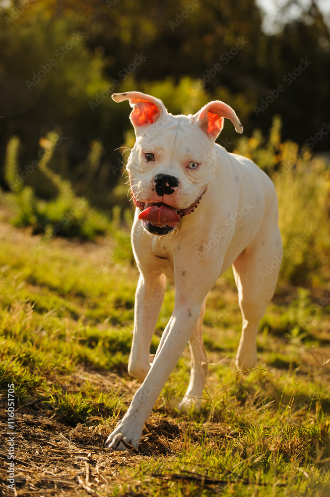 White Boxer dog with one blue eye, one brown eye, walking through a field