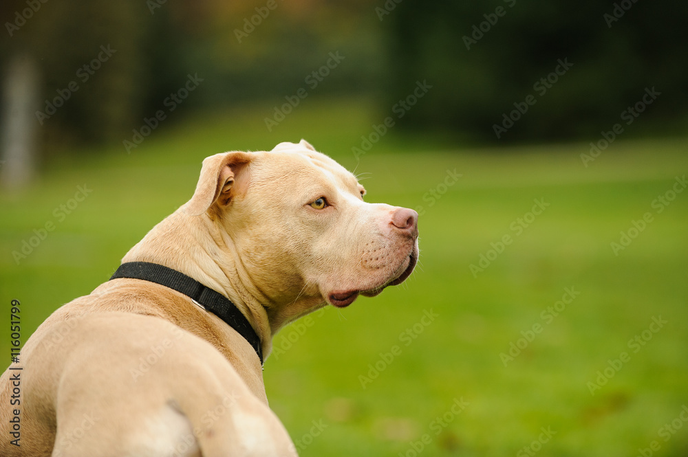 American Pit Bull Terrier looking back from grass park lawn