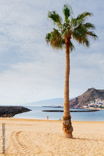 view of beach Las Teresitas with palm tree at sunny summer day, Tenerife island, Canarias Spain