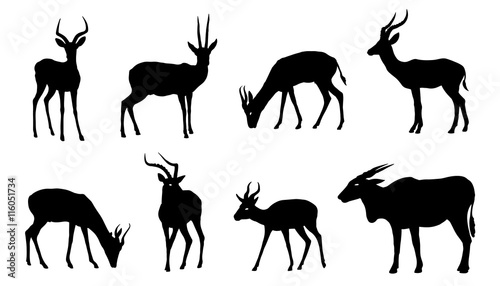 antelope silhouettes photo