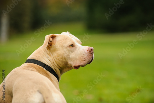 American Pit Bull Terrier looking back from grass park lawn