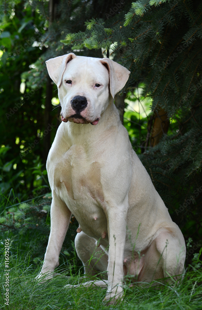 Dogo Argentino sitting on a green background