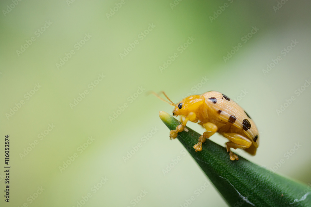 fourteen spotted beetle bug on leaf isolate on green background fourteen spotted beetle bug on leaf isolate on green background