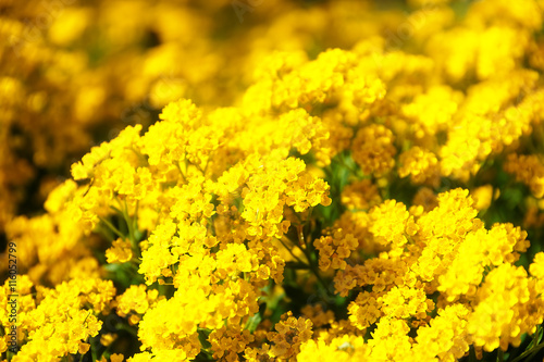 beautiful yellow garden flowers and blur background.