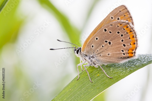 Orange brown buttefly on a plant leaf © RistoH