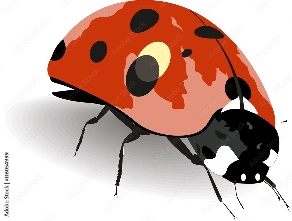 Obraz premium Ladybag isolated on white vector