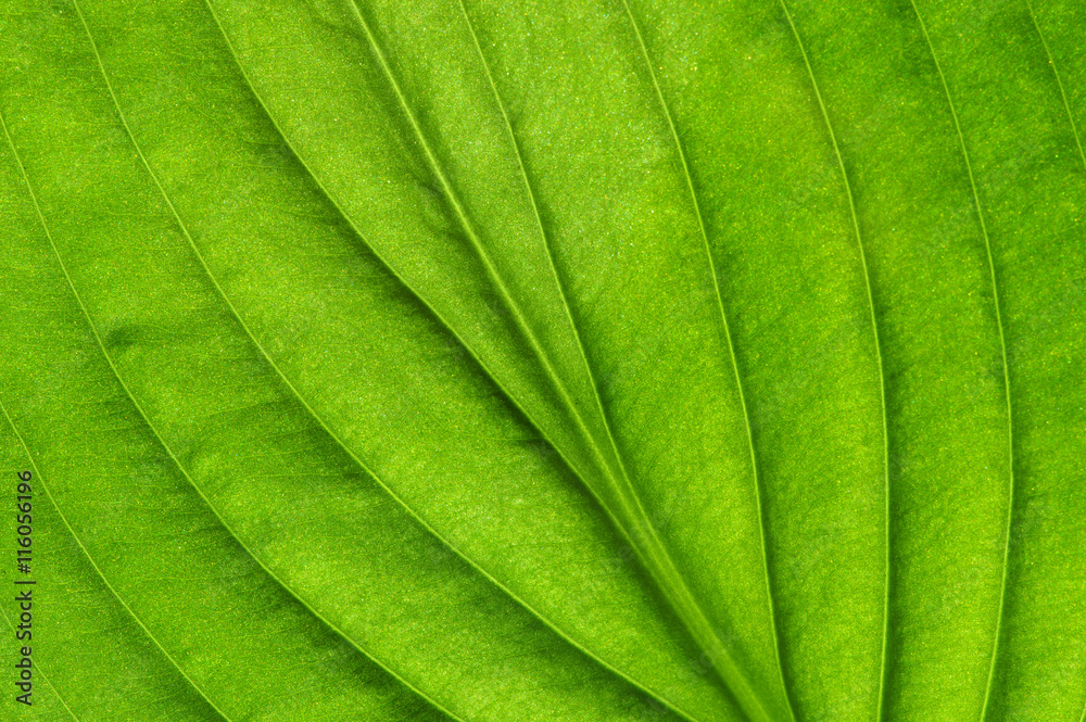 green leaf texture green leaf texture