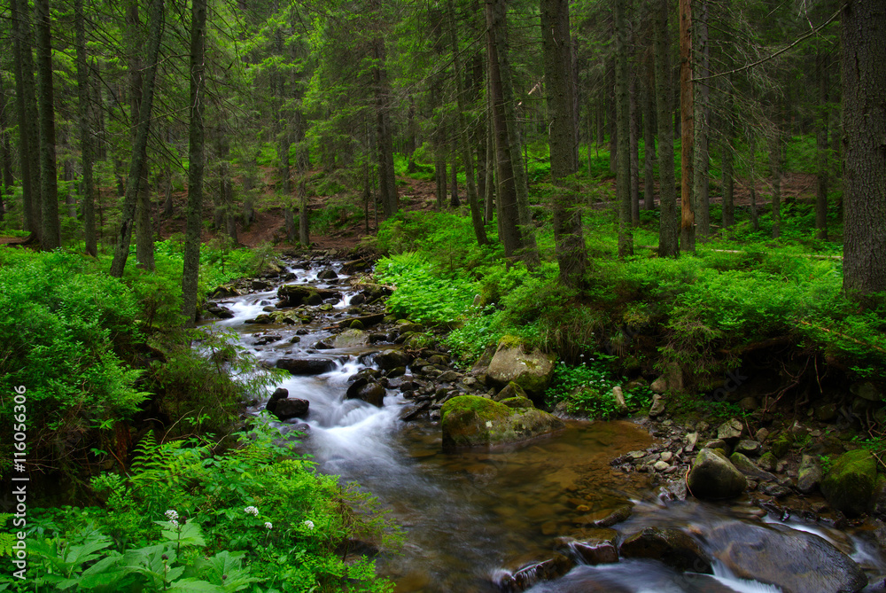  Stream in the wood