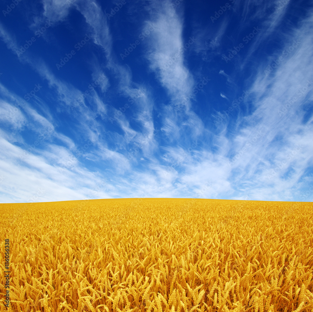 Fototapeta premium wheat field and sky
