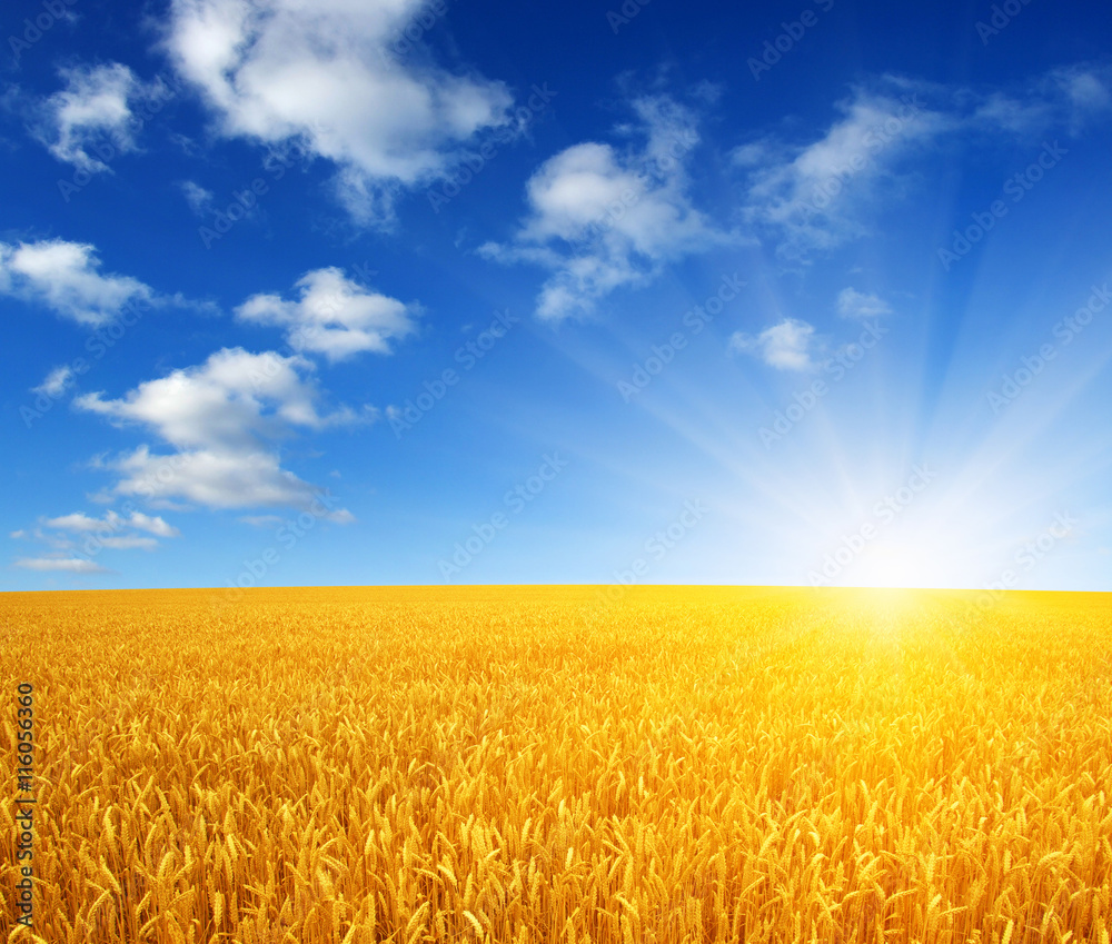 Naklejka premium wheat field and sun