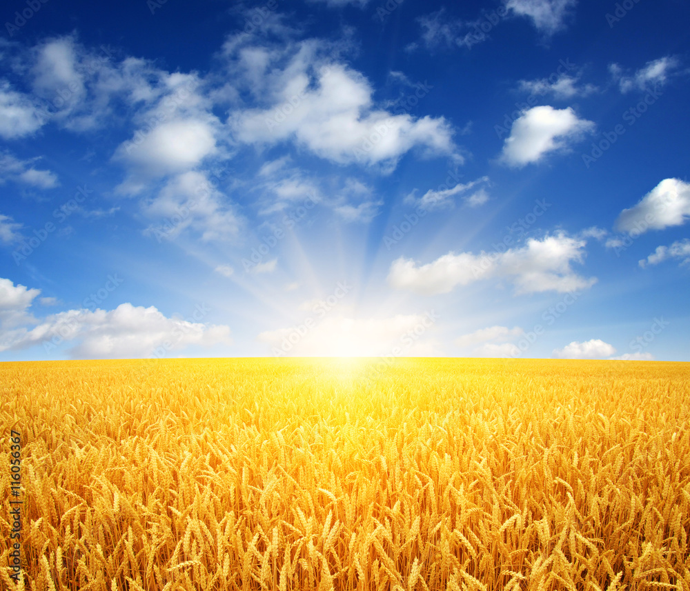 Naklejka premium wheat field and sun