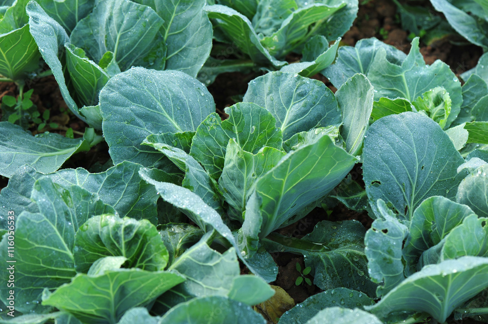 green cabbage plants in growth at garden green cabbage plants in growth at garden
