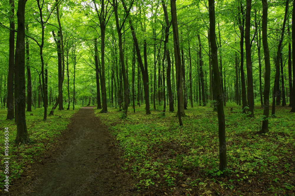 green forest