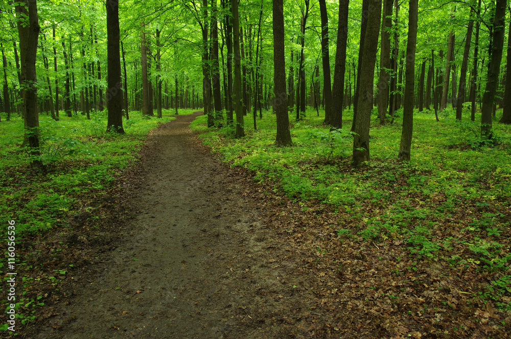 green forest