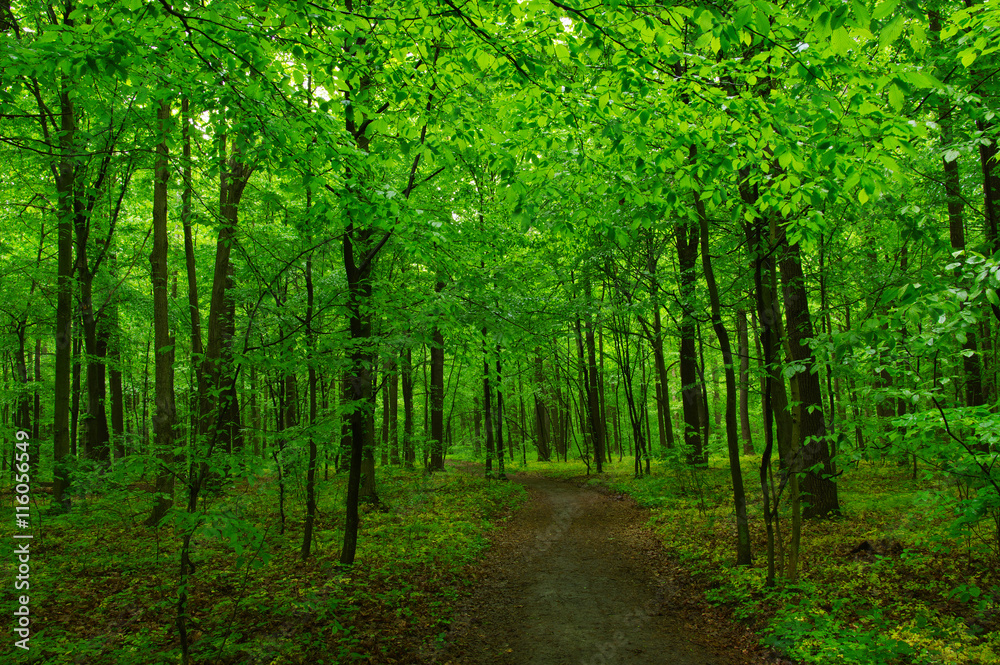 Fototapeta premium green forest