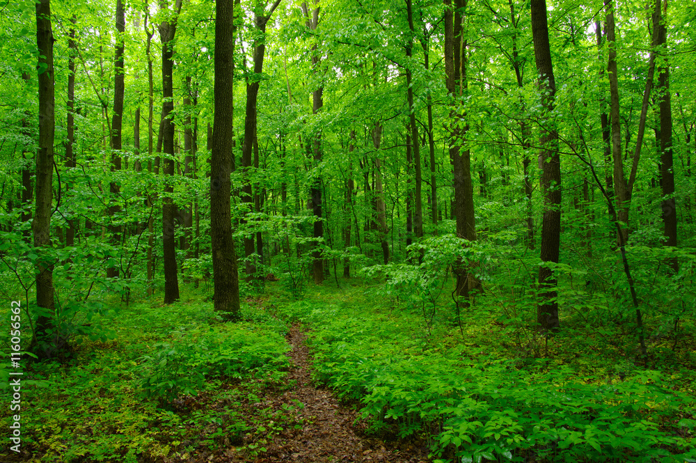 Fototapeta premium green forest