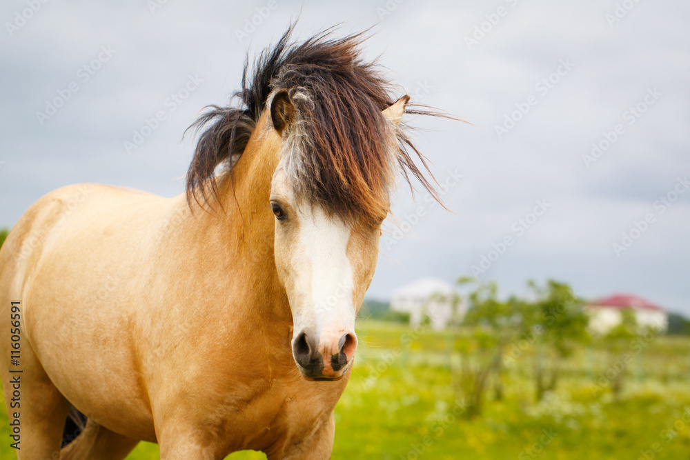 Fototapeta premium welsh pony