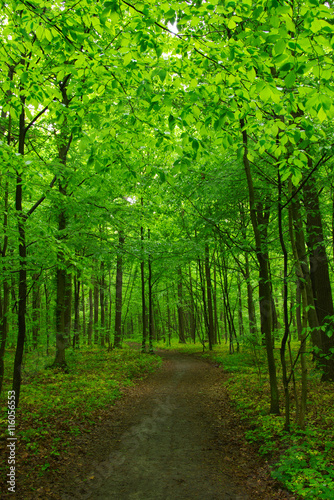 green forest © Alekss