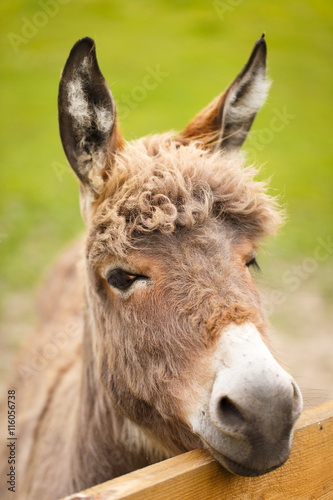 Grey donkey © DragoNika