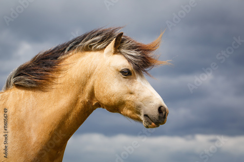 Fototapeta Naklejka Na Ścianę i Meble -  welsh pony