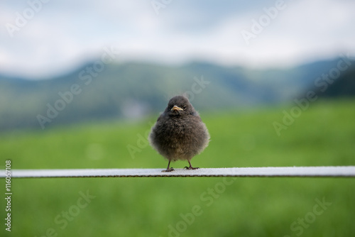 Junger Vogel auf Slackline