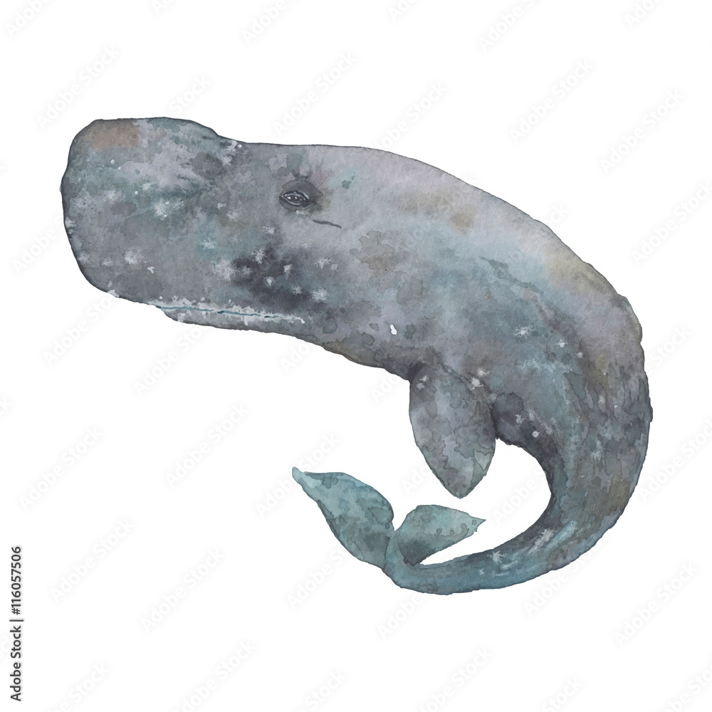 Obraz premium Watercolor sperm whale. Hand painted realistic cachalot whale illustration isolated on white background. Realistic underwater animal art