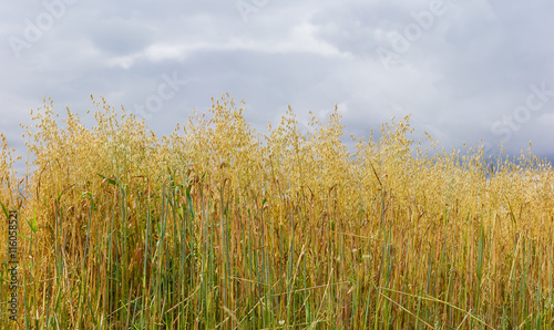 Field of ripening oat against the sky