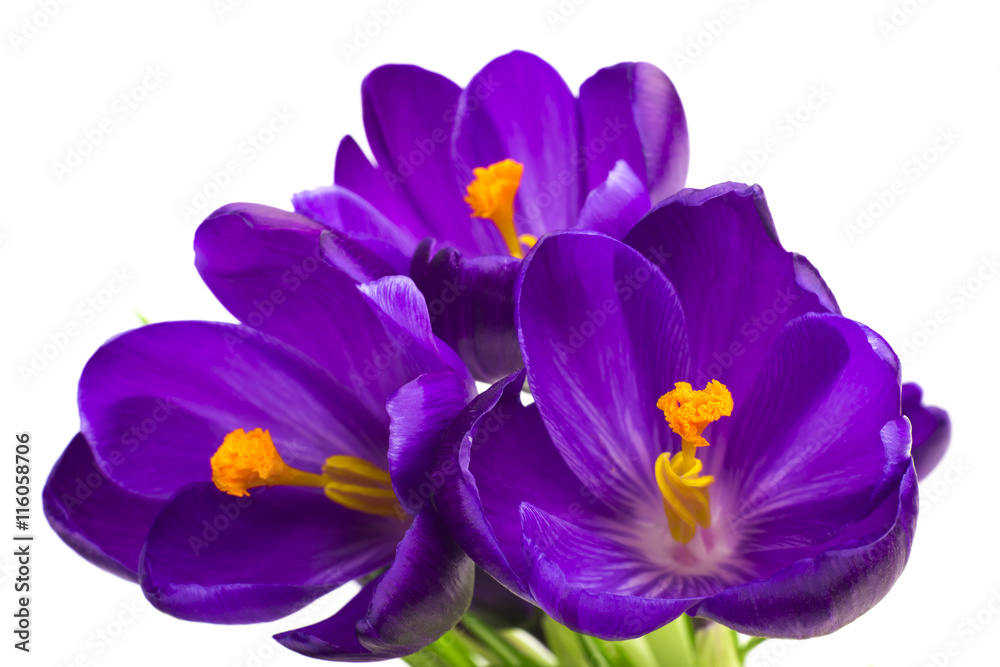 Crocus flower in the spring isolated on white (selective focus) Crocus flower in the spring isolated on white (selective focus)