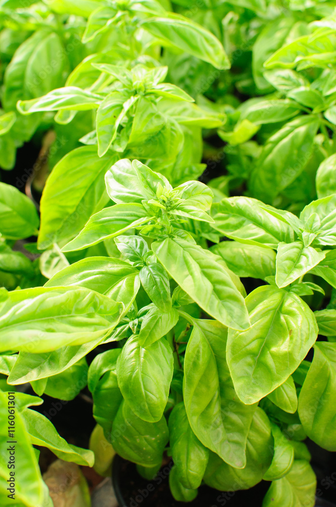 Basil plants Basil plants