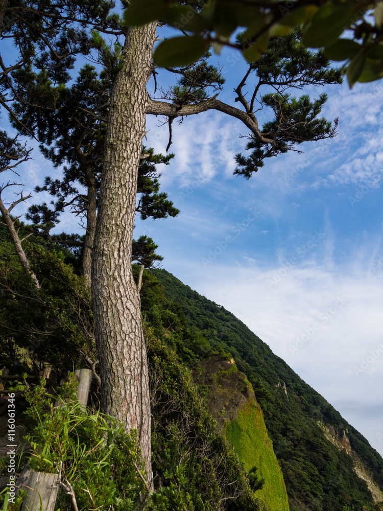 西伊豆黄金崎の夏