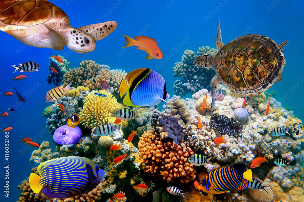 Obraz Fotografia tropikalna ryba i żółw na rafie koralowa