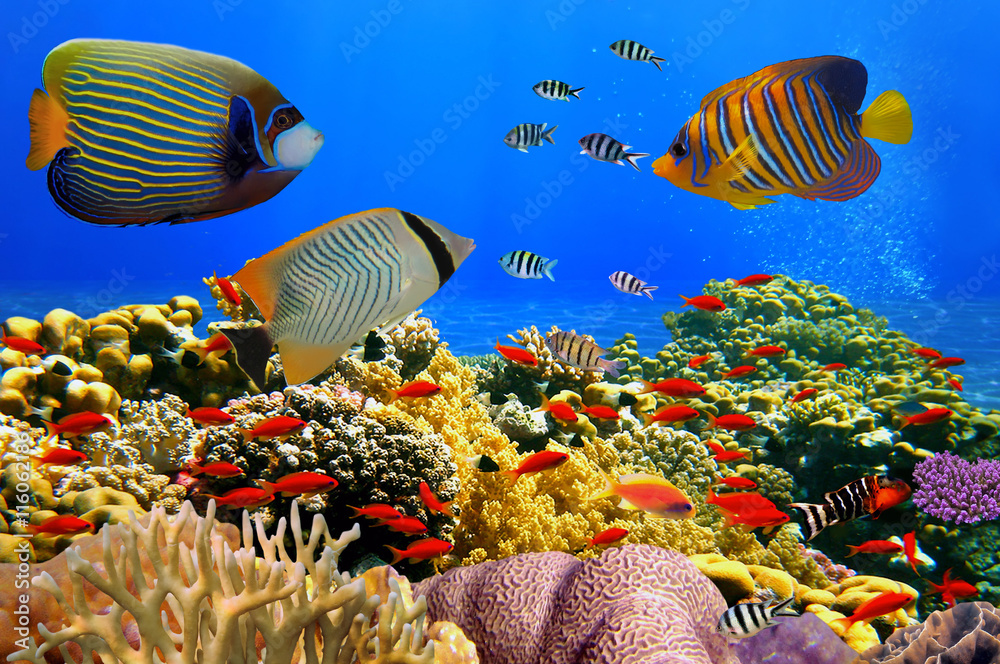 Obraz premium Photo of a coral colony on a reef