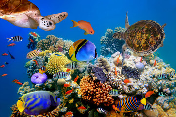 Photo of a tropical fish and turtle on a coral reef