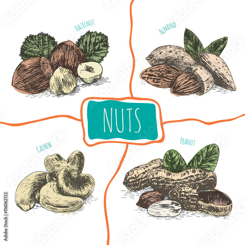 Vector illustration colorful set with nuts