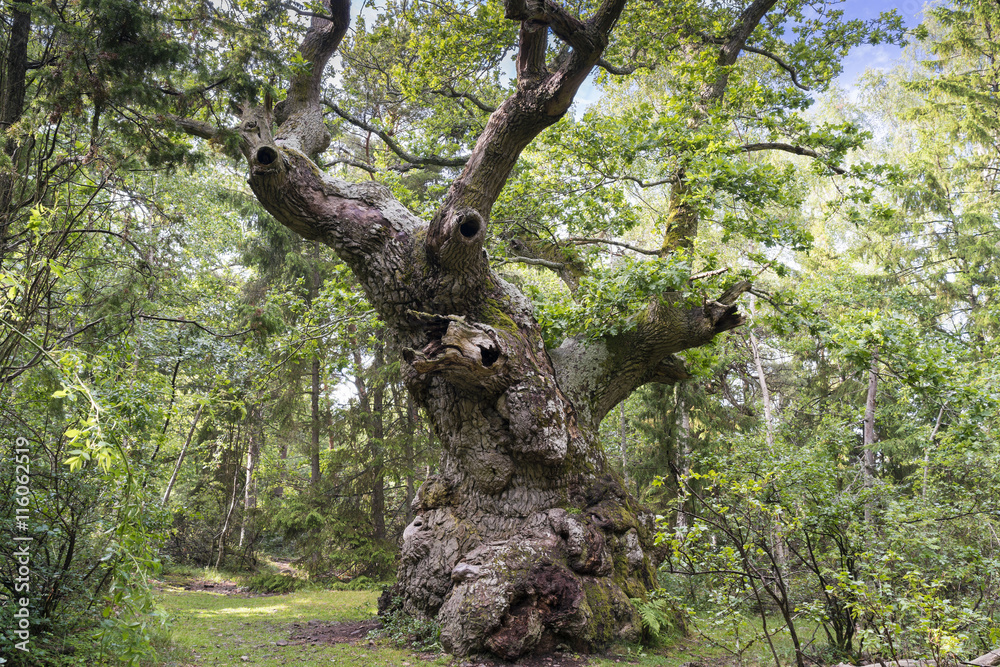 Trolleken, tausendjährige Eiche im Trollskogen auf Öland, Schweden Trolleken, tausendjährige Eiche im Trollskogen auf Öland, Schweden