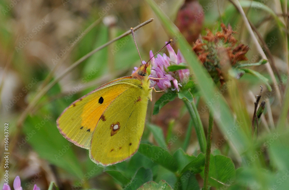 Fototapeta premium pale clouded yellow
