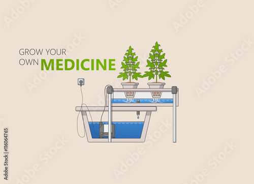 Medical Marijuana Hydroponics Grow Concept Vector in Flat Design.

