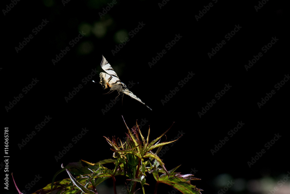 Fototapeta premium swallow tail butterfly machaon close up portrait