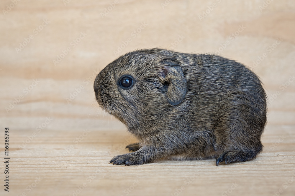 Fototapeta premium Meeschweinchenbaby (Welpe)