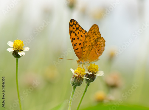 Small Leopard butterfly, Phalanta Alcippe butterfly collecting nectar on wild grass flowers © tippapatt