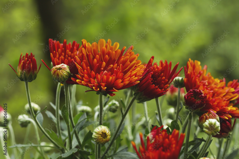 red chrisanthemum flowers blooming in spring red chrisanthemum flowers blooming in spring